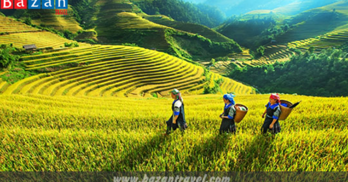 Ruộng bậc thang giúp thích ứng biến đổi khí hậu
