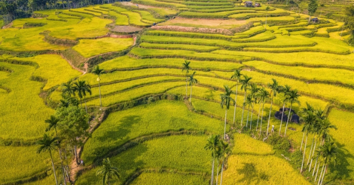Ruộng bậc thang giúp thích ứng biến đổi khí hậu