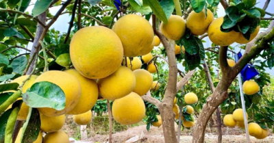 Bưởi – Loại quả tốt nhất thế giới được trồng khắp Việt Nam