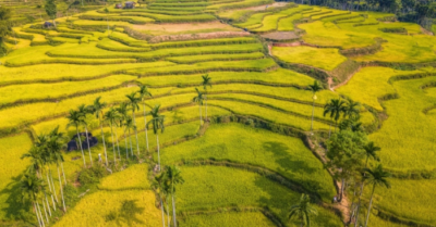 Ruộng bậc thang giúp thích ứng biến đổi khí hậu hiệu quả