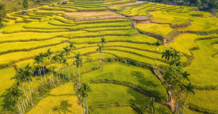 Ruộng bậc thang giúp thích ứng biến đổi khí hậu hiệu quả