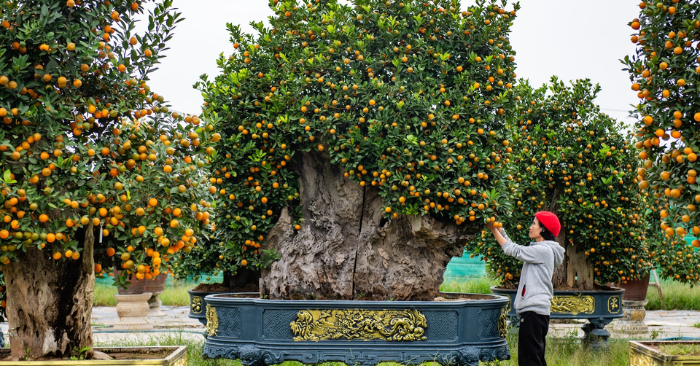 Quất hình ngựa giá 30 triệu gây chú ý Tứ Liên