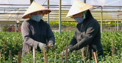 Nghề “ngắt bỏ nụ là có tiền” chỉ xuất hiện mỗi dịp Tết