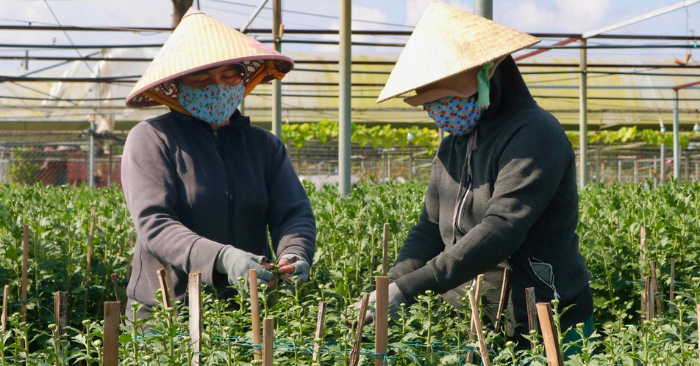 Nghề ngắt nụ hoa cúc kiếm tiền dịp Tết