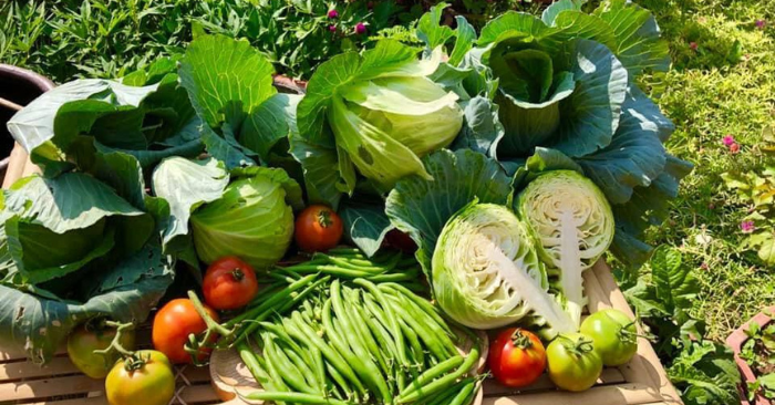 Rau Mùa Lạnh: 8 loại rau càng lạnh càng nên ăn