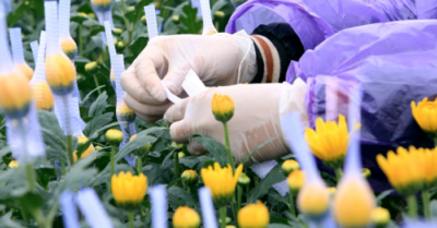 Vùng trồng hoa Đông Cương tại Thanh Hóa tập trung sản xuất phục vụ thị trường Tết