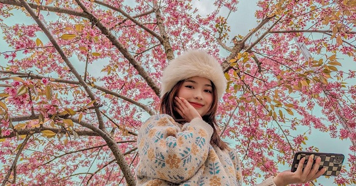 Khám phá Hà giang với 3 triệu đồng ngắm hoa mai anh đào rực rỡ