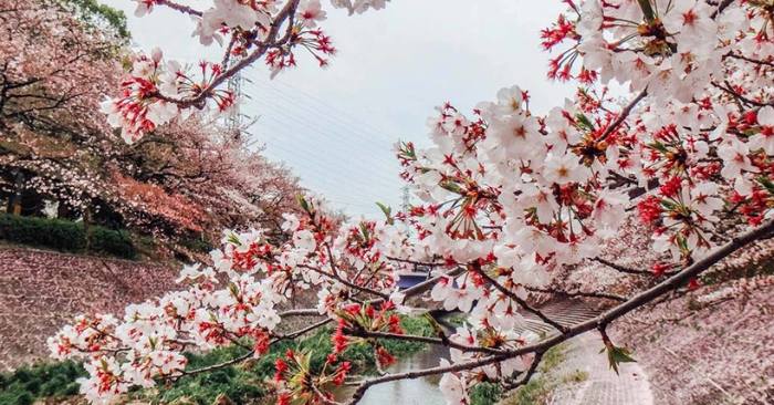 Khám phá Hà giang với 3 triệu đồng ngắm hoa mai anh đào rực rỡ