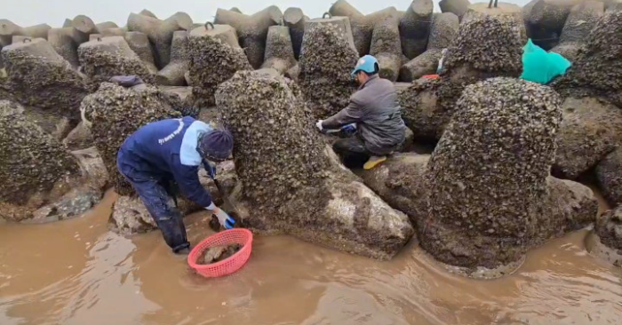 Săn lộc trời mùa đông ở Ninh Bình