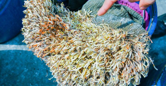 Hải Phòng tiêu hủy hơn 5 tấn giá đỗ ngâm hóa chất