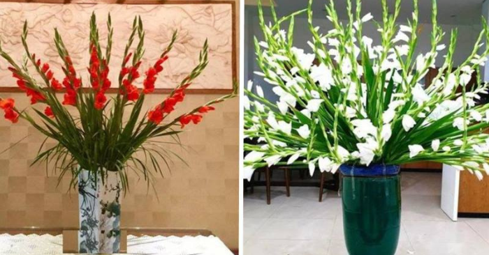 Mẹo cắm hoa lay ơn chơi Tết nở đều