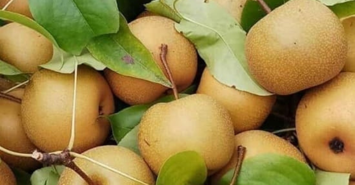 Mắc cọp Lai Châu – Quả rừng tốt nhất thế giới