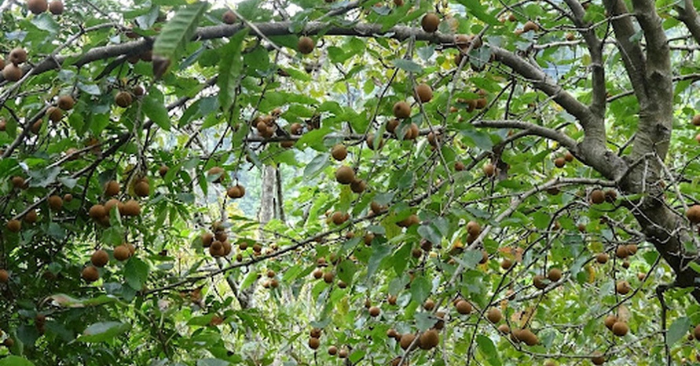 Mắc cọp Lai Châu – Quả rừng tốt nhất thế giới