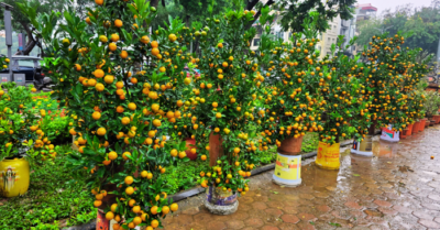 Chợ hoa Tết Hà Nội bày bán tràn đường vẫn vắng khách