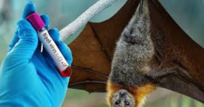 Virus Nipah: Bộ Y tế cảnh báo nguy cơ đại dịch