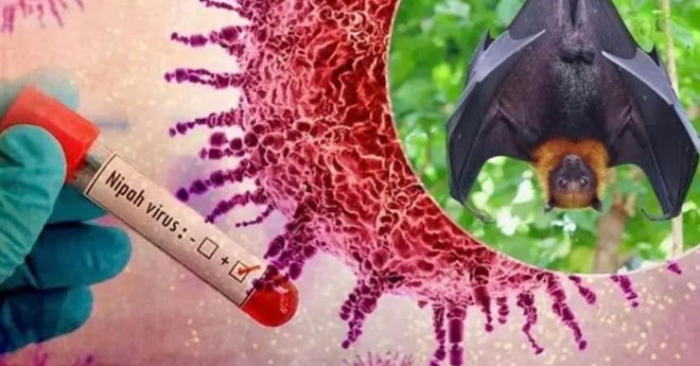 Virus Nipah: Bộ Y tế cảnh báo nguy cơ đại dịch