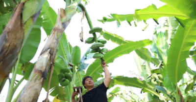 Chuối bàn tay Phật giúp nông dân Đồng Nai thu lãi lớn dịp Tết