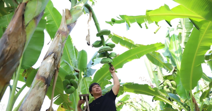 Chuối bàn tay Phật giúp nông dân Đồng Nai thu lãi lớn dịp Tết