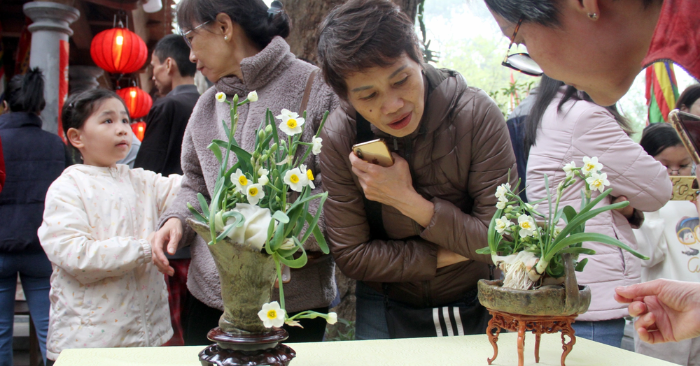 Thủy tiên Việt Nam