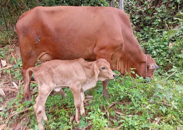 Đầu tư tiền lì xì: Câu chuyện mua bò cho con tại Đà Nẵng