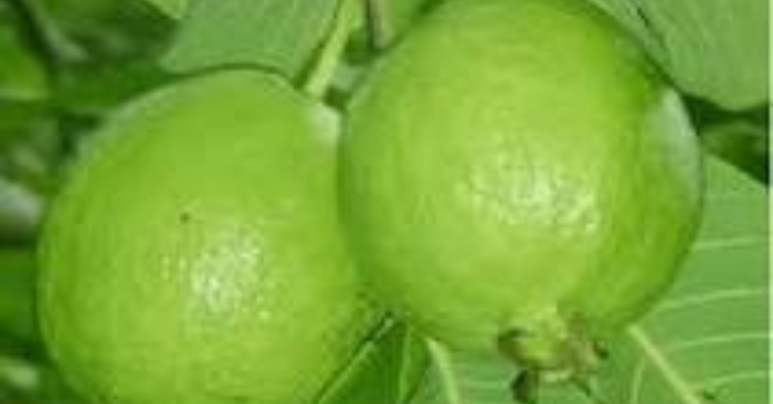 Vitamin C – 5 loại quả quen thuộc giàu dưỡng chất hơn chanh