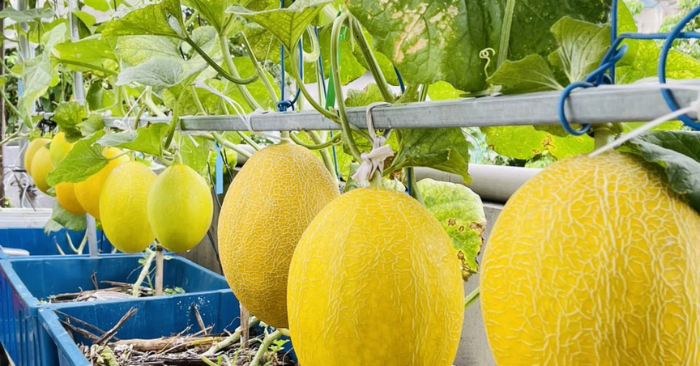 Vườn sân thượng Đà Nẵng: Giải pháp thực phẩm sạch và gắn kết gia đình