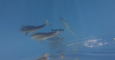 Gần 100 cá voi xuất hiện ở Phú Quý: Hiện tượng hiếm ghi nhận ngày 31-3-2026