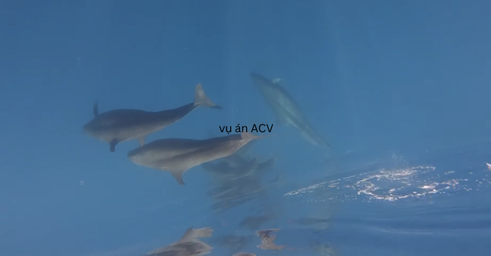 Gần 100 cá voi xuất hiện ở Phú Quý ngày 31-3-2026, một hiện tượng hiếm gặp, phản ánh điều kiện môi trường biển và thu hút sự chú ý dư luận.