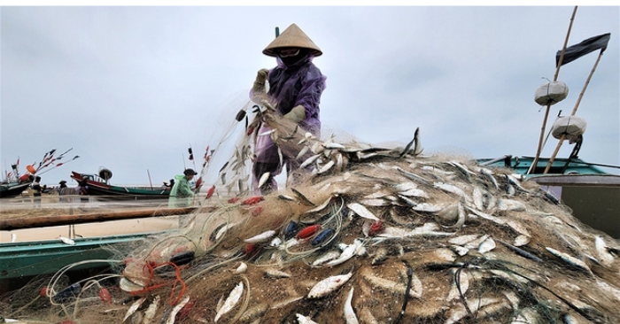 Cá trích Hà Tĩnh: Ngư dân vùng bãi ngang trúng đậm đầu mùa