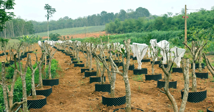 Chanh vàng Mỹ được nông dân Thanh Hóa ghép lên gốc bưởi