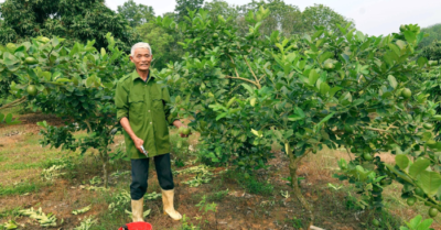 Chanh vàng Mỹ được nông dân Thanh Hóa ghép lên gốc bưởi