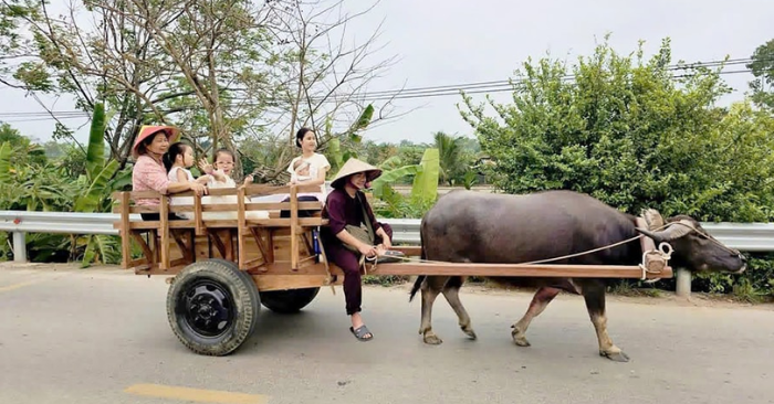 Làng cổ Đường Lâm: Trải nghiệm du ngoạn bằng xe trâu giữa lòng di sản