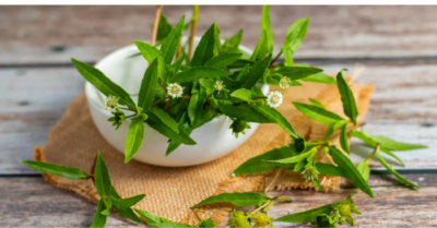 Cỏ nhọ nồi: Những công dụng bất ngờ đối với mái tóc và tim mạch