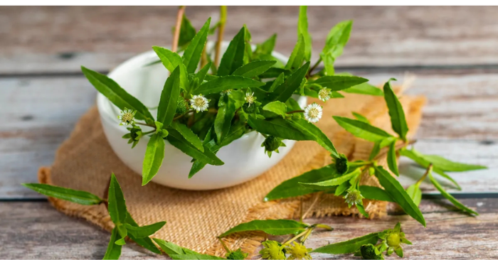 Cỏ nhọ nồi: Những công dụng bất ngờ đối với mái tóc và tim mạch