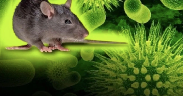 Virus Hanta gây chết người trên tàu du lịch khiến WHO báo động