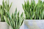 Bí quyết duy trì sức sống cho cây lưỡi hổ trong nhà