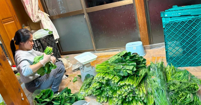 Trồng rau tại Nhật: Cô dâu Việt biến đất hoang thành thu nhập lớn