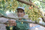 Vườn dâu tiên giúp lão nông Huế đổi đời và phát triển mô hình du lịch sinh thái