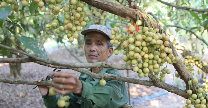 Vườn dâu tiên giúp lão nông Huế đổi đời và phát triển mô hình du lịch sinh thái