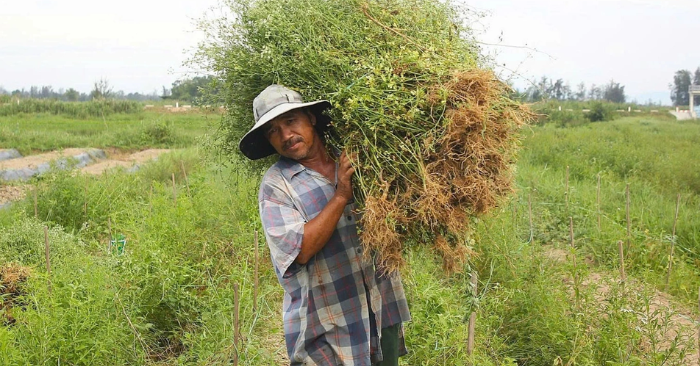 Lá mùng 5: Nghề trồng cây thuốc nam tại làng Trà Đóa 1