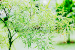 Rễ đinh lăng: Bộ phận chứa hàm lượng hoạt chất cao nhất của cây
