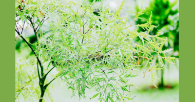 Rễ đinh lăng: Bộ phận chứa hàm lượng hoạt chất cao nhất của cây