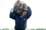 Giá dứa gai sụt giảm mạnh khiến hàng nghìn nông dân Thanh Hóa lỗ nặng
