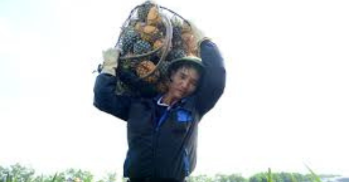 Giá dứa gai giảm mạnh hàng rào nông dân Thanh hóa lỗi nặng