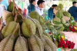 Sầu riêng: Nguy cơ mất thị trường xuất khẩu do dư lượng kim loại nặng