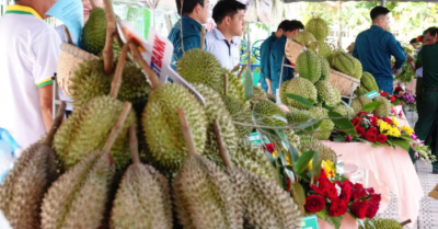 Sầu riêng: Nguy cơ mất thị trường xuất khẩu do dư lượng kim loại nặng
