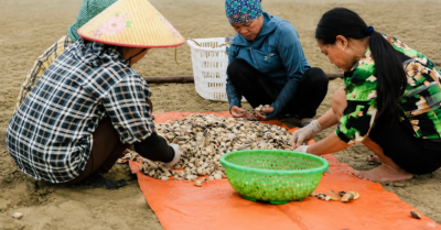Thanh Hóa liên kết chuỗi sản xuất 1.000 héc ta ngao đạt tiêu chuẩn quốc tế