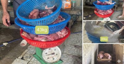 Thanh hóa khởi tố ba người bán thịt lợn nhiễm dịch tả châu phi
