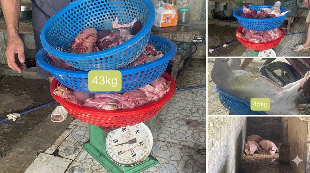 Khởi tố 3 đối tượng có hành vi giết mổ, bán ra thị trường số lượng lớn lợn mắc bệnh dịch tả lợn châu Phi tại Thanh Hóa. Xem chi tiết tại đây!