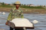 Nghề làm muối Phú Lộc: Nhọc nhằn mưu sinh giữa “chảo lửa” Quảng Trị